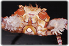 Pom Pom Crab